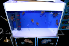 ショッピングモールでの移動水族館でクラゲの展示